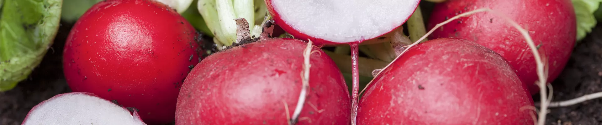 Raphanus sativus var. sativus Raphanus sativus var. sativus