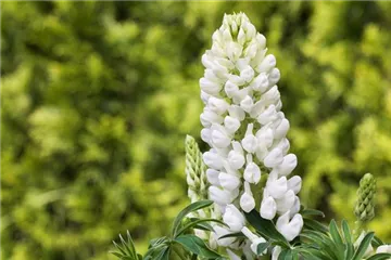 Lupinen, gut für den Garten und seine Bewohner