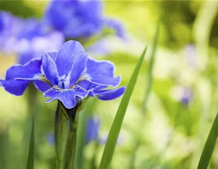 Die Iris – eine Pflanzen-Schönheit mit vielen Gesichtern
