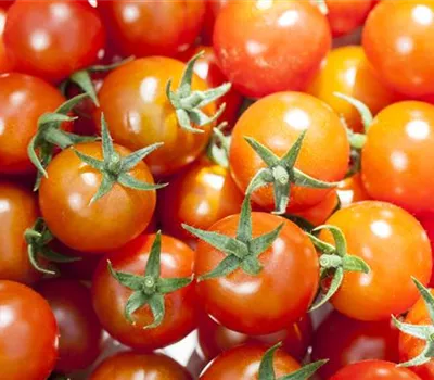 Krankheiten an Gemüsepflanzen vorbeugen Krankheiten an Gemüsepflanzen vorbeugen