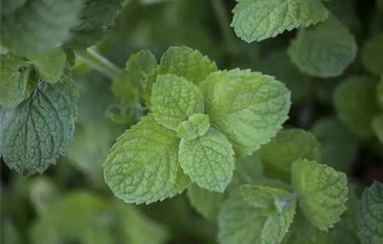 Die Apfel-Minze: der samtige Riese im Kräuterbeet Die Apfel-Minze: der samtige Riese im Kräuterbeet