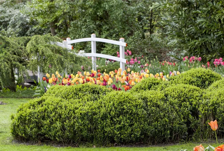 Buxus microphylla