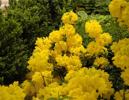 Die Sonne geht auf – Blumenbeet in Gelb und Orange