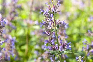 Gartenbesitzer und Katze – wie beide glücklich werden