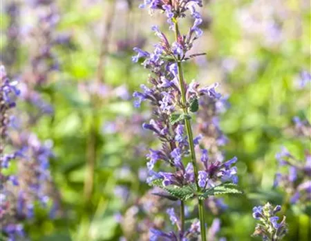 Gartenbesitzer und Katze – wie beide glücklich werden