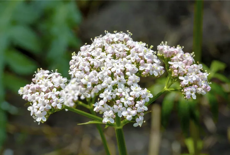 Valeriana officinalis
