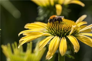 Gemüse blühen lassen als Insektenweide