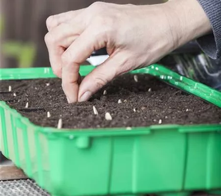 Minigewächshauser herstellen