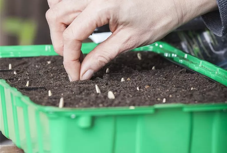 Anzuchtschale, Zucchinisamen setzen