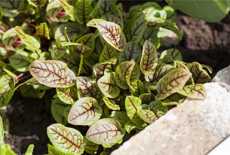 Rumex sanguineus