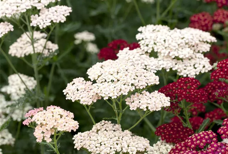 Achillea millefolium 'Apfelblüte'