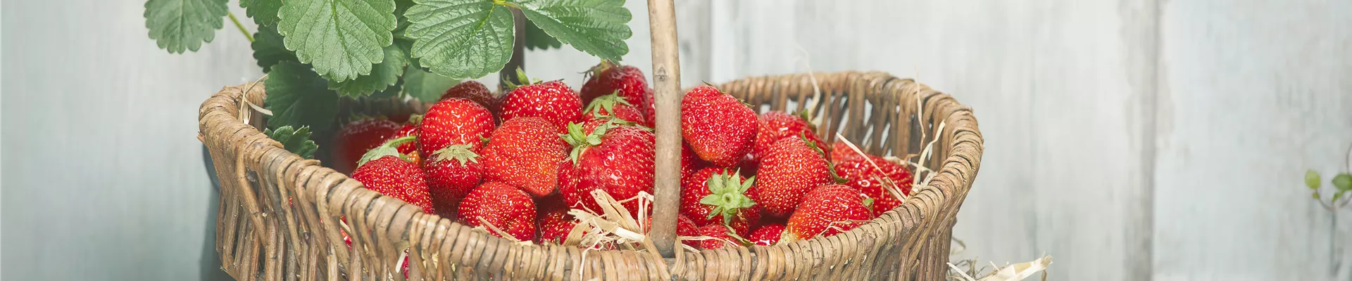 Fragaria x ananassa Fragaria x ananassa