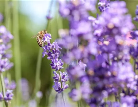 Bienenfreundliche Sommerblumen – ein Büffet für Biene und Co.