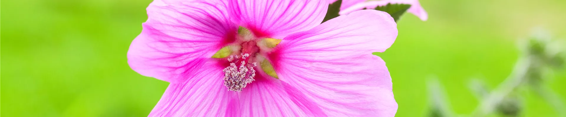 Malva
