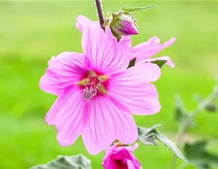 Essbare Blüten