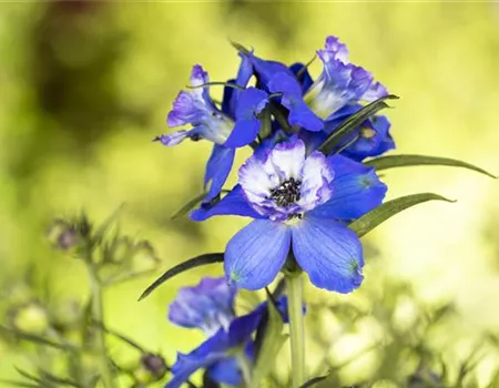 Blumenbeete in Blau und Violett