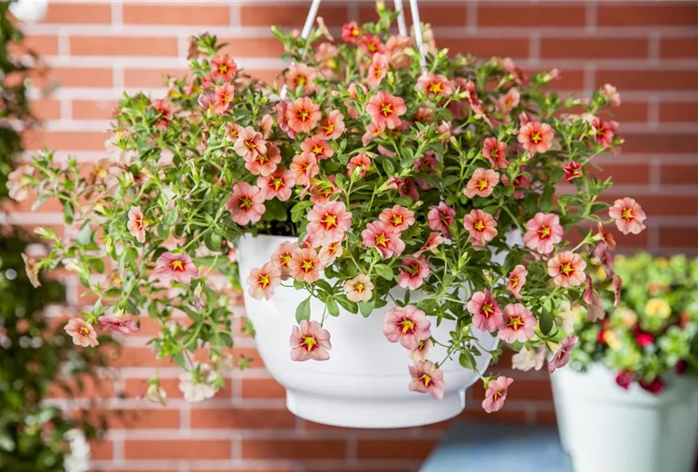 Calibrachoa