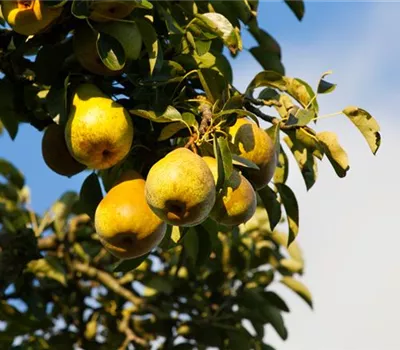 Pyrus com.'Gellerts Butterbirne' CAC