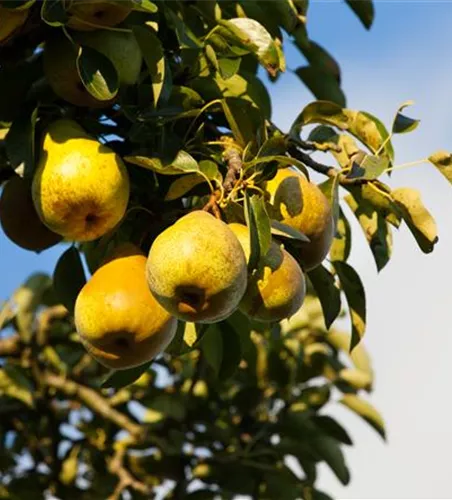Pyrus com.'Gellerts Butterbirne' zert.