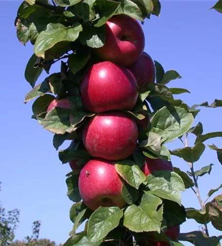 Malus Starline -R- 'Red Crimson' -S- CAC