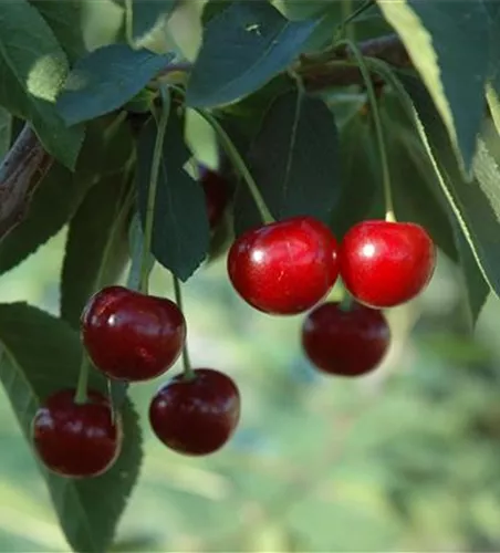 Prunus cer.'Ungarische Traubige' CAC