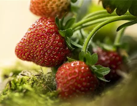Erdbeeren – rot, rund und richtig lecker!