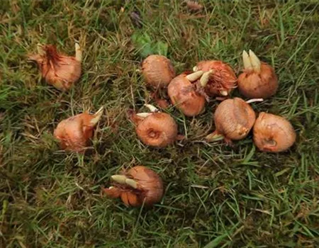 Herbst-Krokus einpflanzen im Garten