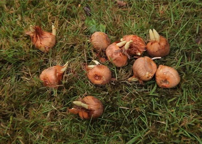 Herbst-Krokus einpflanzen im Garten
