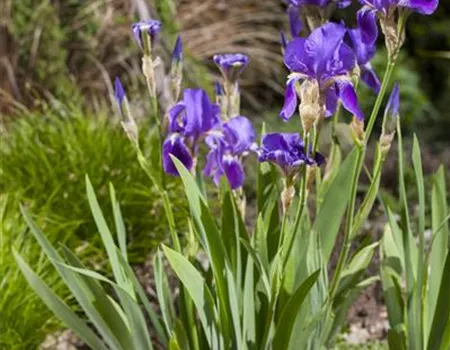 Iris - die Pflanze mit den vielen Gesichtern