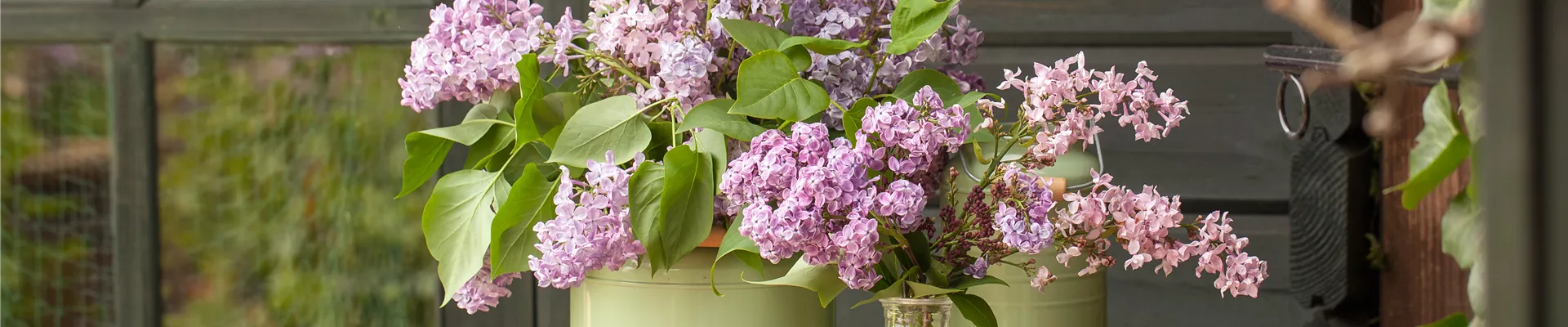 Fliederblüten Fliederblüten