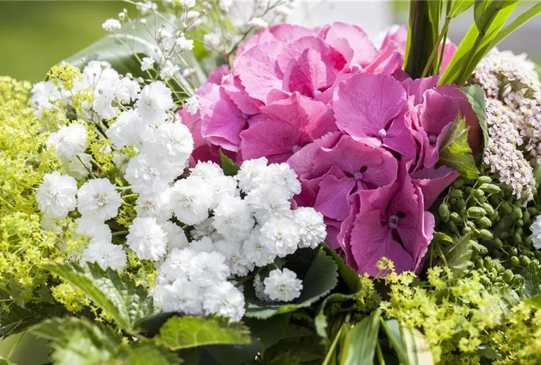 Hydrangea