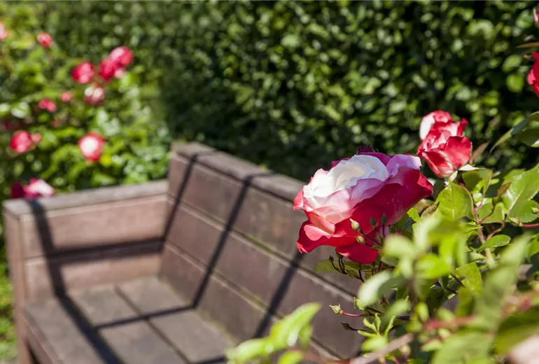 Rosa