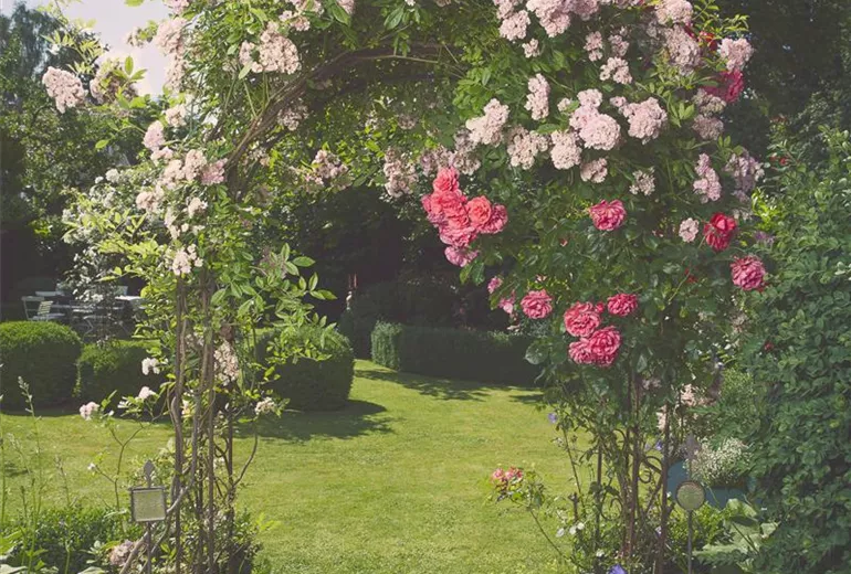 Rosa, rosa