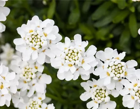 Die immergrüne Schleifenblume – Farbe garantiert