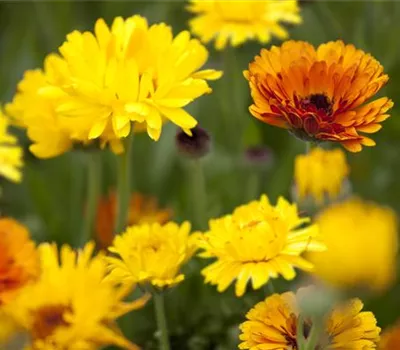 Farbenmeer im Sommer: die Top 8 der Sommerblumen