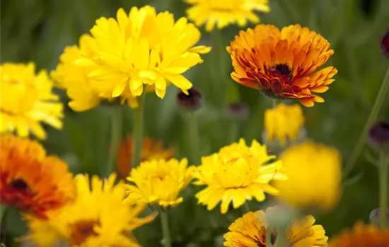 Farbenmeer im Sommer: die Top 8 der Sommerblumen Farbenmeer im Sommer: die Top 8 der Sommerblumen