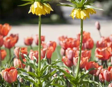 Kaiserkronen – Prachtblumen hoch hinaus