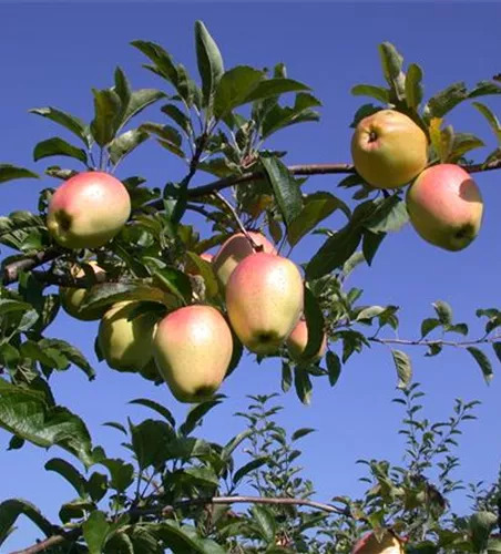 Malus 'Gelber Bellefleur' CAC