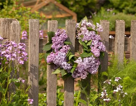 Schick eingerahmt: Gartenzäune sind nicht nur nützlich sondern auch schön