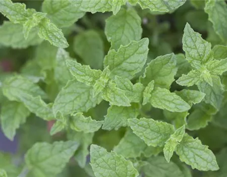 Die Erdbeer-Minze: zarte Pflanze, viel Aroma