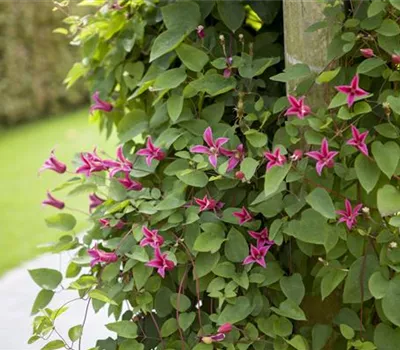 Clematis richtig schneiden
