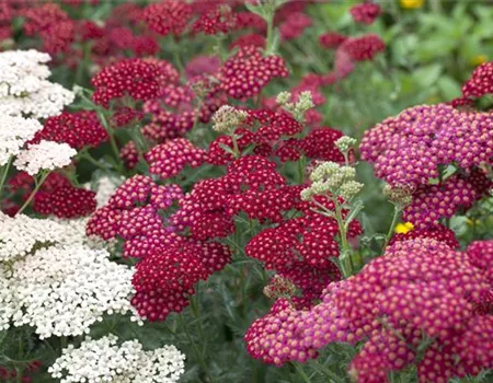 Das Blumenbeet – ein Hingucker in Rot und Rosa