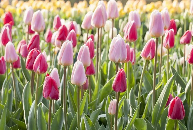 Tulpen