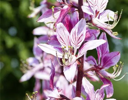 Diptam – Der brennende Busch im Garten