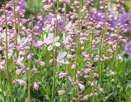 Diptam – wenn eine Pflanze Feuer fängt Diptam – wenn eine Pflanze Feuer fängt