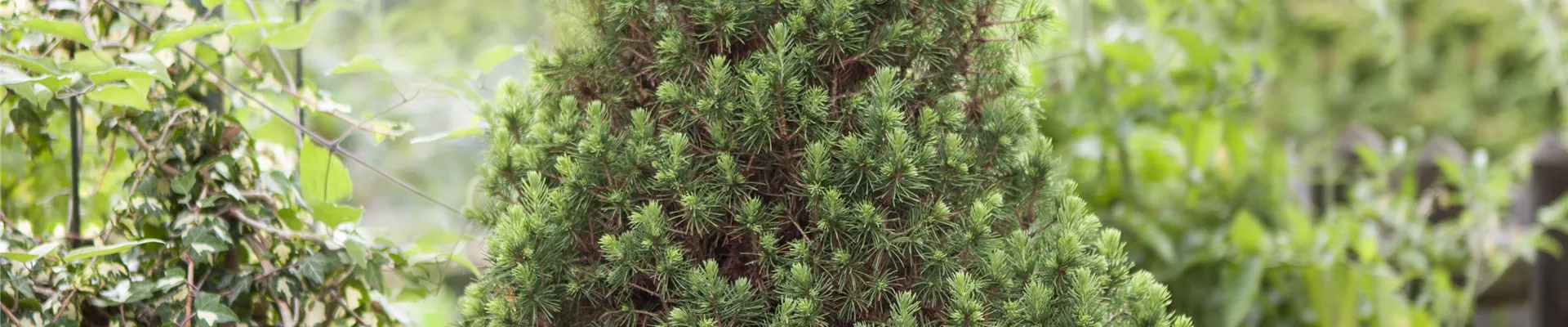 Picea glauca 'Conica'