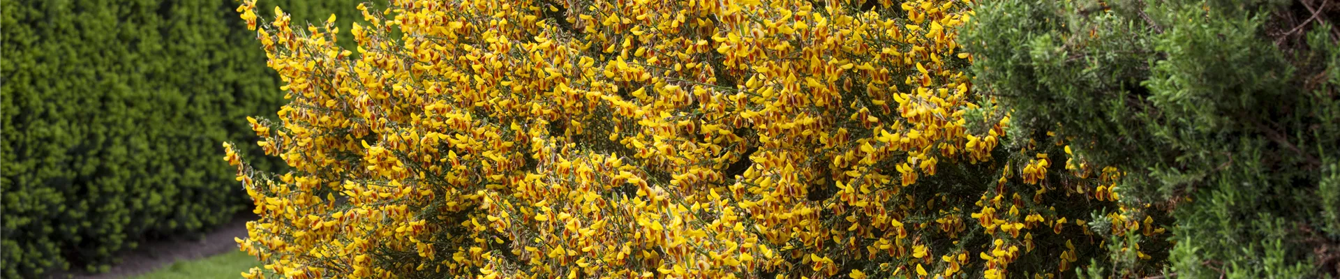 Cytisus scoparius