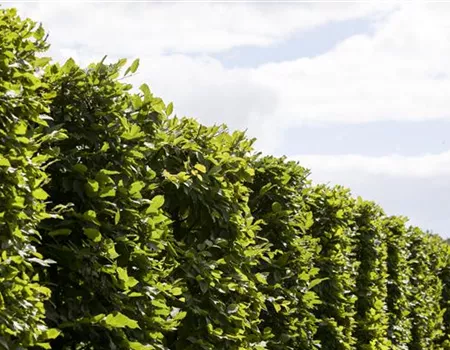 Die Hainbuche: Hecke und Vogelparadies Die Hainbuche: Hecke und Vogelparadies