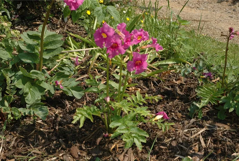 Incarvillea delavayi