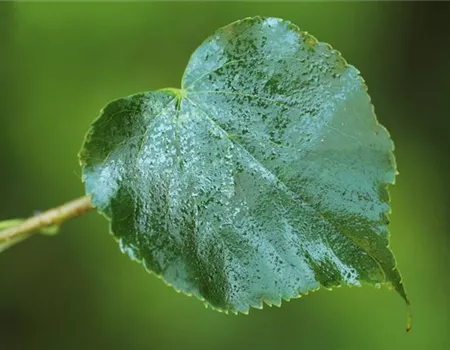 Die Linde - viel mehr als nur ein einfacher Baum